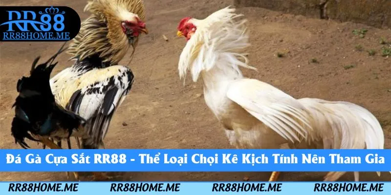 Đá Gà Cựa Sắt RR88 - Thể Loại Chọi Kê Kịch Tính Nên Tham Gia 1 đá gà cựa sắt