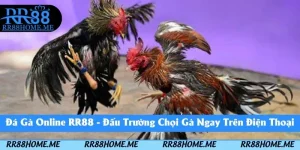 Đá Gà Online RR88 - Đấu Trường Chọi Gà Ngay Trên Điện Thoại 6 đá gà online