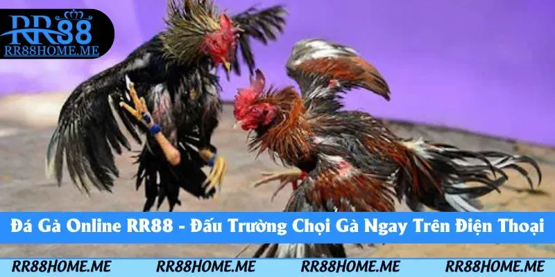 Đá Gà Online RR88 - Đấu Trường Chọi Gà Ngay Trên Điện Thoại 3 đá gà online