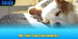 Mơ Thấy Con Chó Đánh Gì? Đi Tìm Con Số Tài Lộc Cùng RR88 2 mơ thấy con chó đánh gì