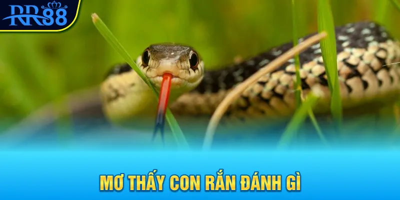 Mơ Thấy Con Rắn Đánh Gì? Khám Phá Con Số May Mắn Ngay 6 mơ thấy con rắn đánh gì