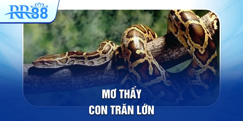 Mơ Thấy Con Trăn Lớn Tiết Lộ Những Cầu Lô Đẹp Tại RR88 5 mơ thấy con trăn lớn